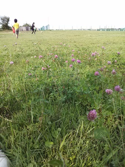 芝生でドッジ練習